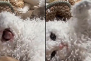 羊の皮を被った猫？くるくる巻き毛の「セルカークレックス」の子猫