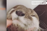 色んな動物の赤ちゃんが持つ「可愛すぎる鳴き声」トップ4！ 海外の反応