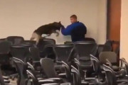 「同じ警察犬でも、犬種によって犯人を追う行動はこんなに違う…」ジャーマンシェパードとマリノアの比較