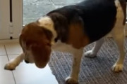 「叩きたいけど触れられない！」ハエを優しく叩こうとする犬にほっこり