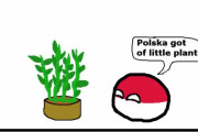 【ポーランド】ポーランドの植物【ポーランドボール】
