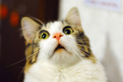 【朗報】人間が猫アレルギーにならない「猫用ワクチン」が完成！！