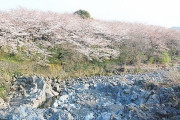 韓国人「桜の元祖は韓国VS日本？」ソメイヨシノの起源は韓国、日本のソメイヨシノは済州島桜のDNAを持つ事が判明　韓国の反応