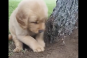 子犬「よーし穴掘るぞ！掘るぞ！」→「ねむねむ」