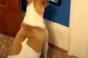 「これでテレビ見ててもいいの？！」専用タブレットをプレゼントして貰ったワンコの反応が可愛すぎる(๑>◡<๑)