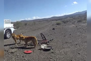 【海外】「砂漠の真ん中で自転車に繋がれた犬たちに遭遇！冒険者の驚きの体験とは？」
