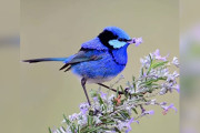 【海外】色とりどりの花びらを運ぶ鳥たちの「ロマンチック」な理由とは？