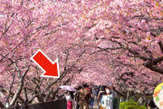 8000本の河津桜が満開⁉桜の名所を紹介！！外国人「やった！桜の季節だ！」