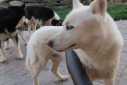 ハスキーを飼うのはとても大変！換毛期に送風機を使って抜けそうになっている毛を吹き飛ばしたら凄かった！