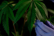 【健康】ジャマイカでは、国として大麻の宣伝キャンペーンを開始する