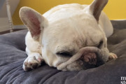 運動不足なワンちゃんを持つ飼い主様必見！？飼い犬を運動させる5つの賢い方法