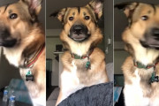 何でも気になって吠えてしまう癖のあるワンコ、飼主さんに「吠えちゃ駄目」と言われた結果こうなりました！