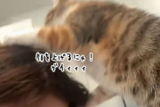 ん？飼い主を亡きものにしようと企てている感のある猫