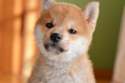 海外「これが日本の新しい紙幣らしい！！引っ越そうぜ！？」→お前は俺のファンタジーを一瞬で壊しやがった