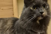 【海外】「ミニアルパカそっくり！驚きの猫が話題に」