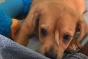 おでこに尻尾のある子犬が保護され話題に（アメリカ）