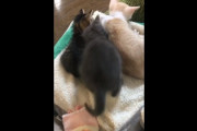 小猫「そこに入れて、入れて、入れて、フランクどいて！」　フランク「・・・！？」　結果ｗｗｗ　海外の反応