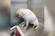 【海外】「命の危険にさらされた犬、壁を見つめ続けた日々—奇跡を待つ彼の物語」