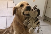 大事なおもちゃを咥えている最中にご馳走をチラつかされた犬→おもちゃを捨ててご馳走を食べるか悩む姿が可愛らしい！