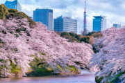 中国人「桜を日本桜と呼ぶのは間違っている。桜の起源は中国」　中国の反応