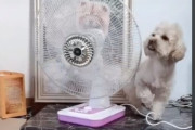 賢いワンコが自分で暑さ対策をしてしまうTikTok映像が話題に
