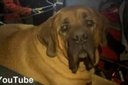 約86kgもある大型犬のマスティフと山で遭難…救助隊が到着、怪我をし寒さで疲れているマスティフを担架に乗せて無事下山