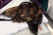 【酷すぎ】犬の足に重りをつけ冬の川に投棄、目撃者の女性が飛び込み決死の救出！！