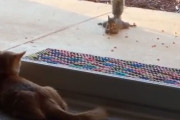 猫を肴にセクシーポーズでナッツを食べるリス