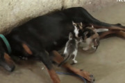 母猫を亡くした子猫達の新しいお母さんになったのは流産を経験したドーベルマンだった