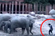 コペンハーゲン動物園のゾウコーナーに侵入した1人の男性→子持ちのゾウに威嚇されながらも無事に逃げのびる