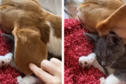ビーグルの長い耳の下で眠る親友猫さん。その気持ちよさそうな寝顔にほっこり！