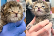 【海外】2週間の仔猫を救ったチームの奇跡！一晩で人生が一変した感動ストーリー