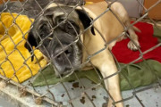 【海外】「ブリーダーに捨てられた老犬を救うために友達が走った2,000マイルの感動ロードトリップ」