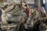 猫のひそかな楽しみが首に巻かれたメモで飼い主にバレる。近所のレストランでチキンをもらっていた