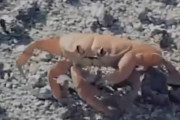「！？」自分の腕をもぎ取るカニが話題に･･･こいつ何がしたいんだよ・・海外の反応
