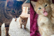 【海外】母猫と子猫の心温まる物語！一人の女性が家族になることで変わった奇跡の瞬間とは？