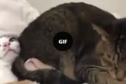 どうしてそこで寝るの？気の向くままに場所を気にせず猫さんが海外で話題に