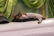 最愛の「おかあさん」の棺に飛び乗り、いつものように寄り添おうとする猫