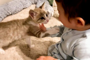 【海外】赤ちゃんと子猫の不思議な恋！子猫を見ると笑いが止まらない理由とは？