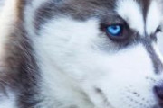 海外「白人だけど犬に日本の名前を付けたら日本人ではない東アジア人に批判されたんだが、自分は間違っているんだろうか？」