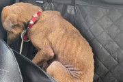 人に怯え、目を合わせることができなかった保護犬。運命の飼い主と出会い、心を開くまでの物語