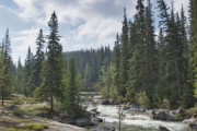 カナダで樹木を「権利を持つ生物」として認める決議を採択
