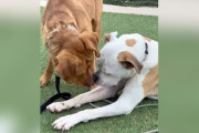 【海外】散歩中に迷子に！スタッフが親友の犬を連れて探しに行く感動の物語
