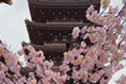 アップル社に務める夫婦の日本旅行記の写真に外国人が興味津々 海外の反応