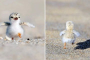 外国人「見たら明るい気分になれる動物の赤ちゃんを集めてみた！」