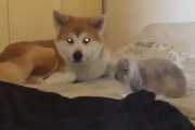 犬とうさぎの相性が一目で分かる映像がこちらです　海外の反応