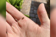 【海外】小さな「虫」の正体を知った男の驚き！可愛い真実とは？