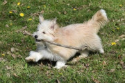 「犬のための『レンタル木の棒』を用意したところ…みんな大喜び！」
