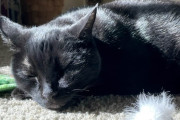 【海外】「猫の新しいがん治療法が人間の命も救う可能性！その秘密とは？」