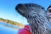 【海外】「救助した赤ちゃんカワウソが、再び野生に戻した彼のボートに飛び込む！感動の瞬間を動画でチェック！」